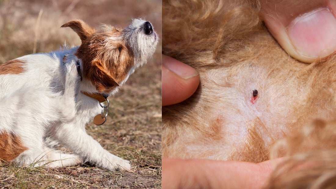 Cómo Proteger a tu Perro de Pulgas y Garrapatas: 6 Tips Efectivos