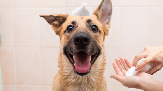 Los Beneficios del Baño en Seco para Perros: Todo lo que Necesitas Saber